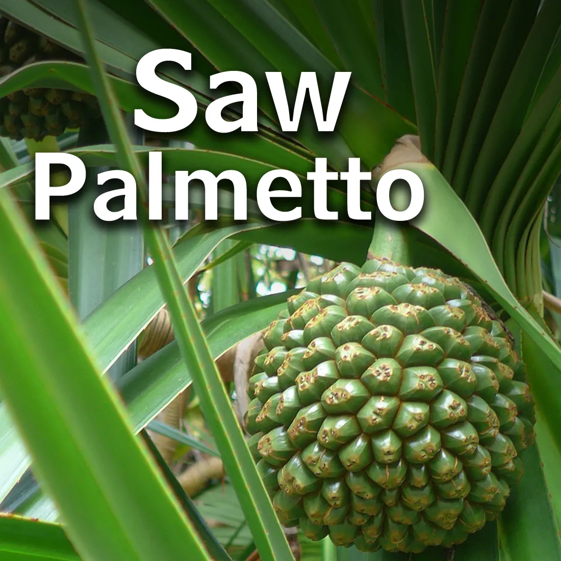 Saw palmetto plant, palm, plant, fruit, green, banana-like